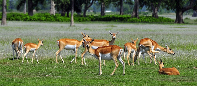 CHITWAN  NATIONAL  PARK